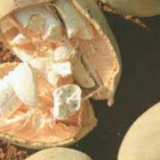 Respilean Ingredients 1