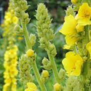 Respilean Ingredients 5